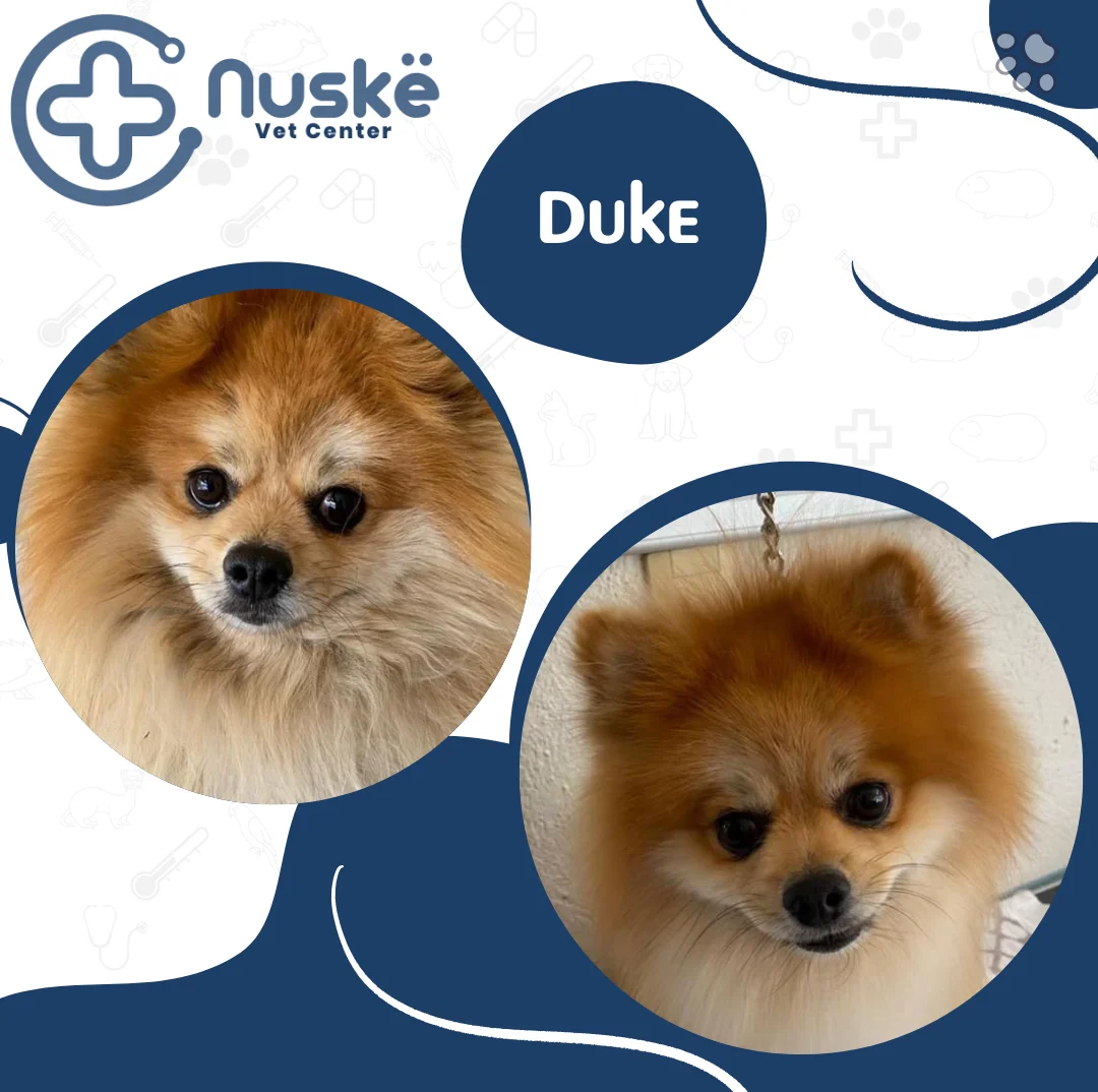 Duke
